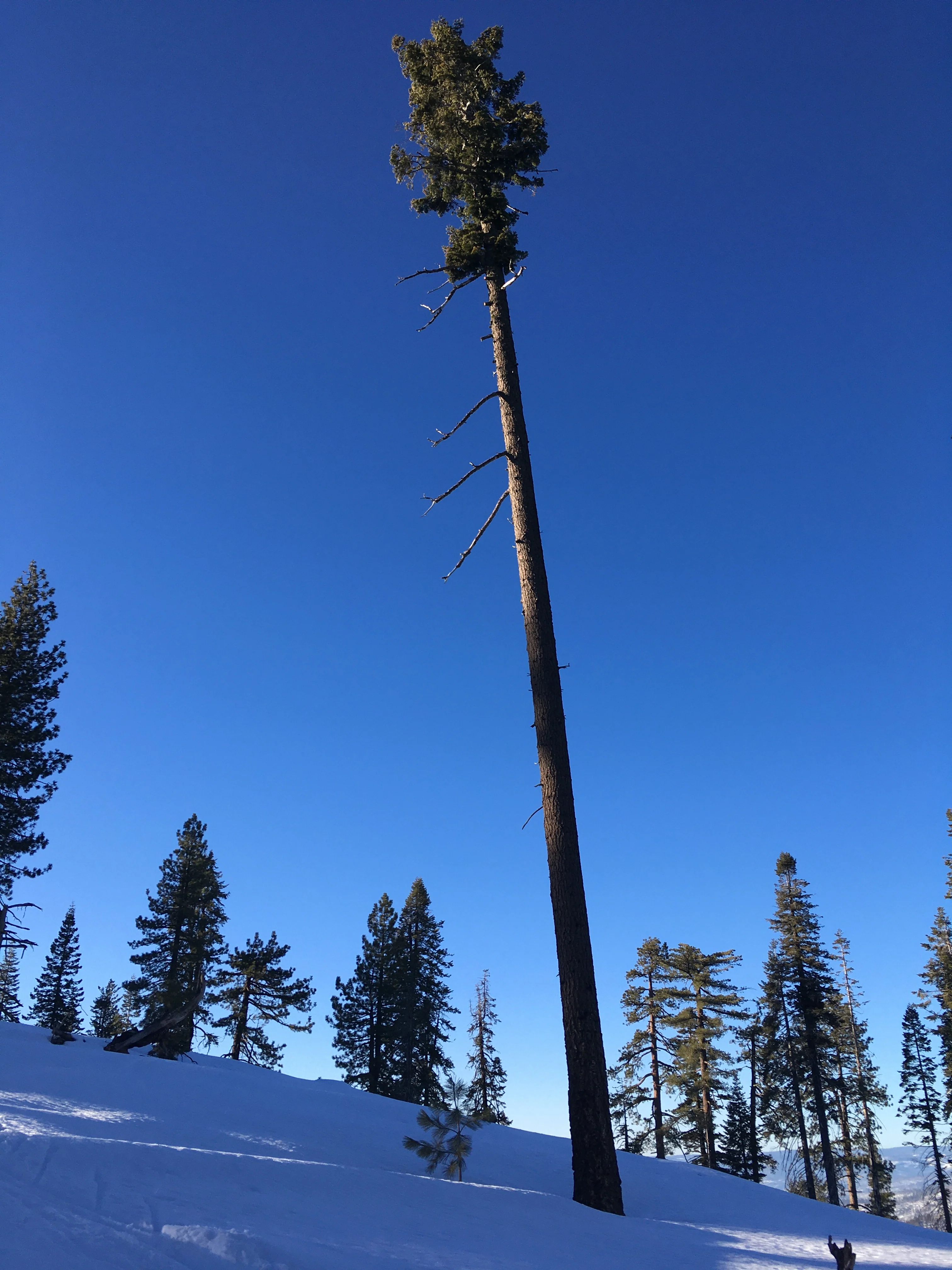 Snowshoeing Yosemite: Valley Overlook - Image 33