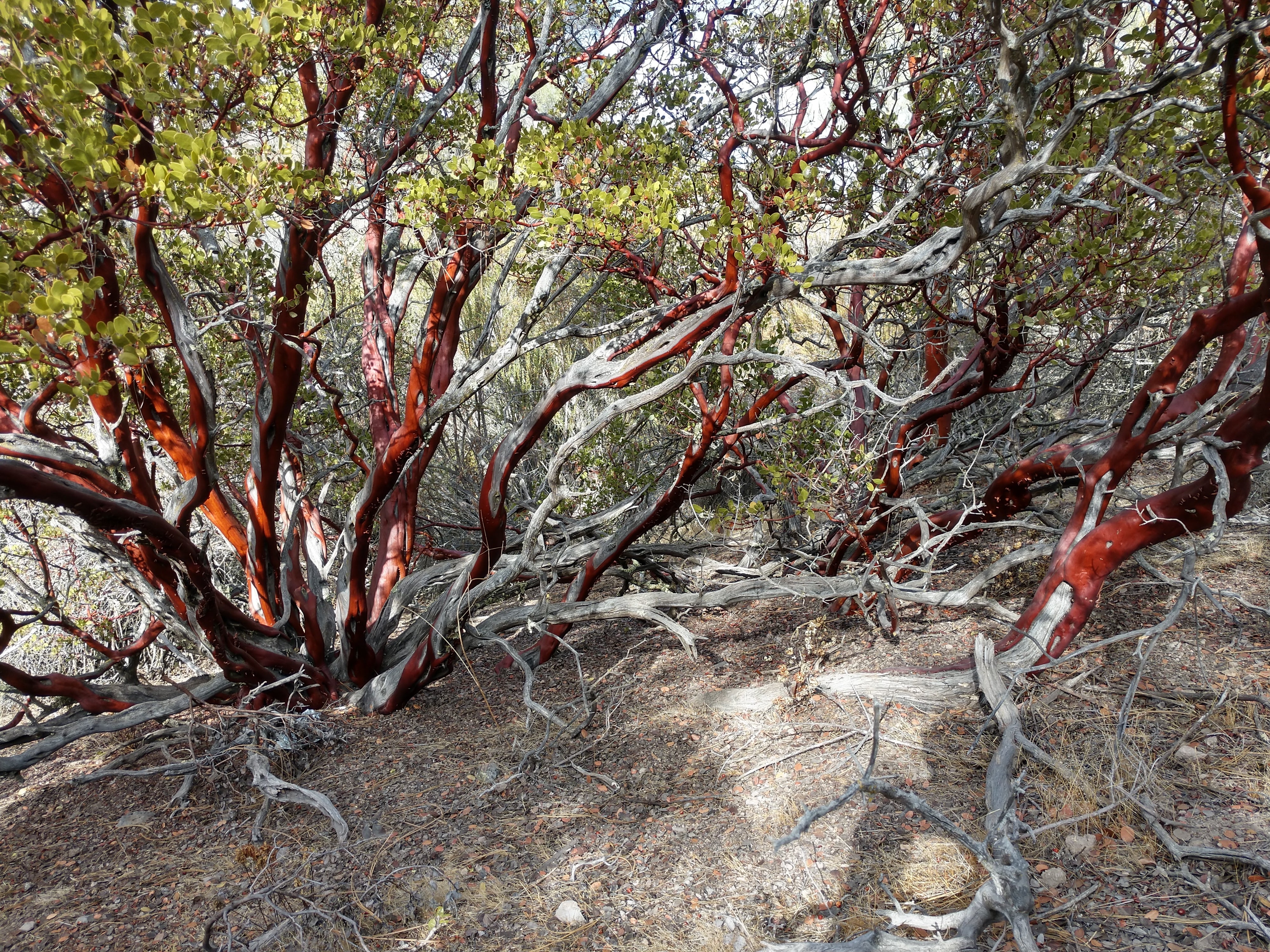 Pinnacles Climbing Weekend - Image 15