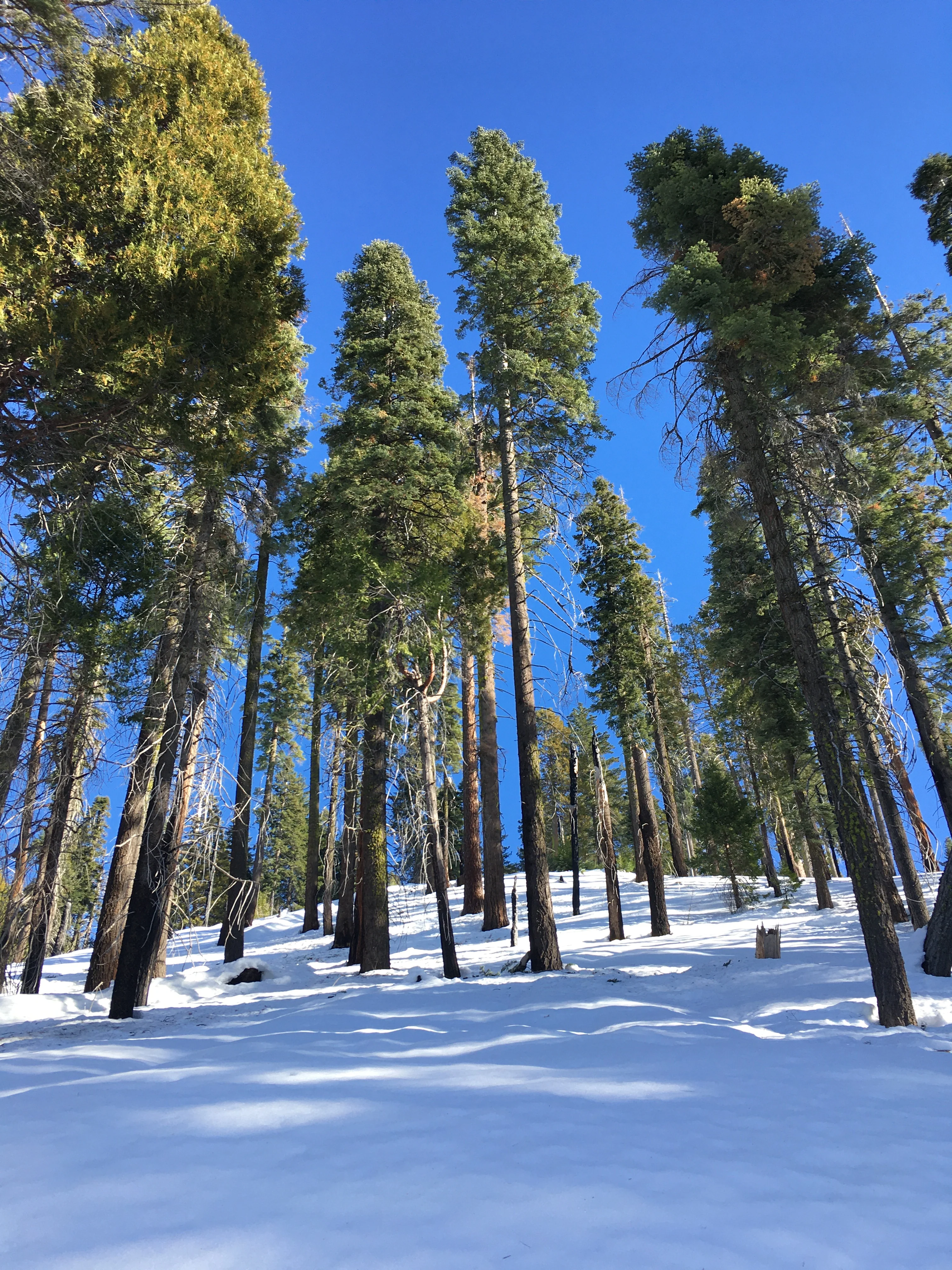 Snowshoeing Yosemite: Tuolumne Grove/Gin Flat Weekend - Image 38