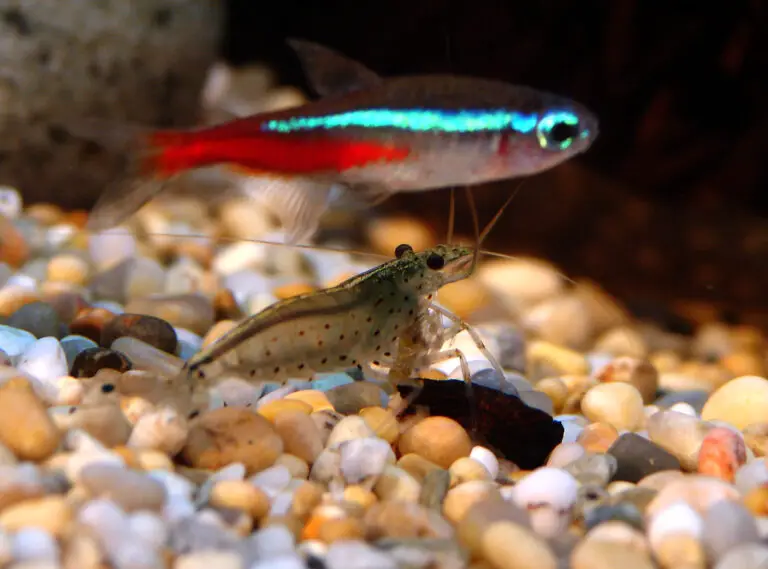 Neon Tetra Tropical Fish: A Comprehensive Guide For Aquarium Enthusiasts