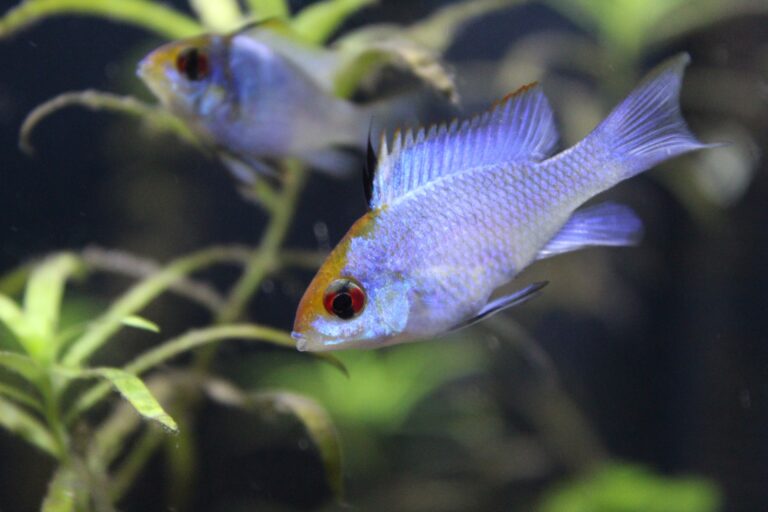 Electric Blue Ram Tropical Fish: A 1St Comprehensive Guide For Aquarium Enthusiasts