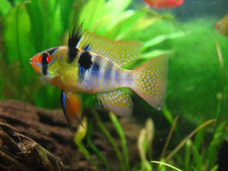 German Blue Ram Tropical Fish: A Guide For Aquarium Enthusiasts