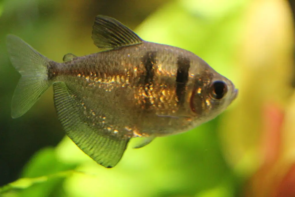One Of My Black Skirted Tetra