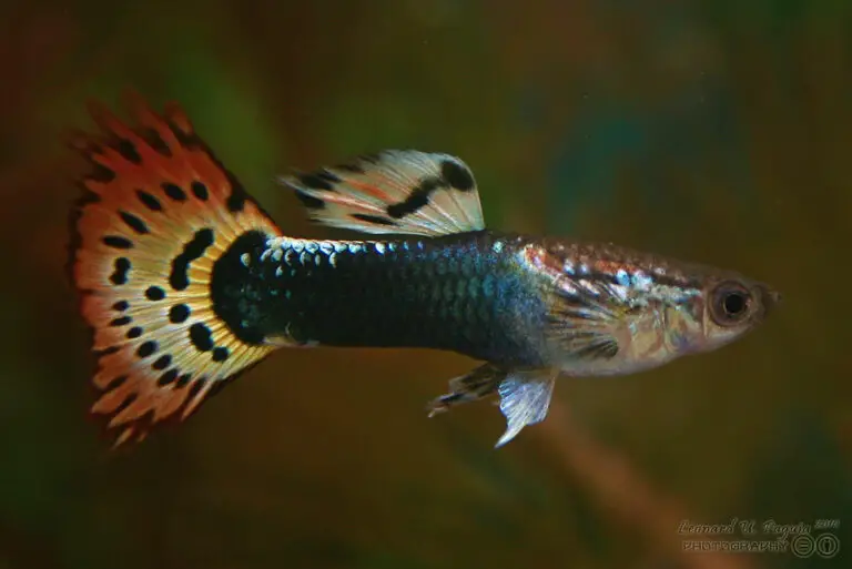 Exploring Guppy Tropical Fish: A Comprehensive Guide