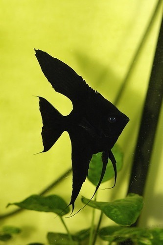 墨燕 Black Angelfish