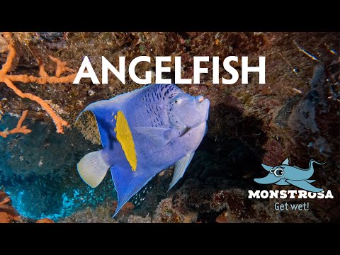 Blue Angelfish: Diving Into The Depths Of Their Care And Conservation