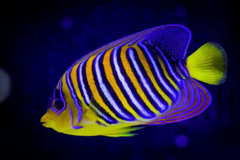 The Emperor Angelfish: Best Majestic Beauty Of The Reef