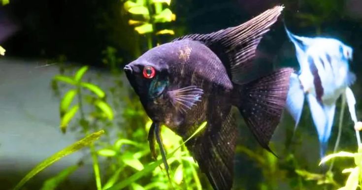 The Exquisite Elegance Of Black Angelfish In Your Aquarium