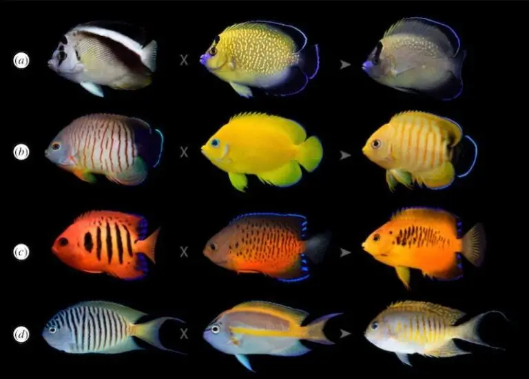 Best Guide To Angelfish Types Varieties: Diving Into The Colorful World Of Aquarium Angels