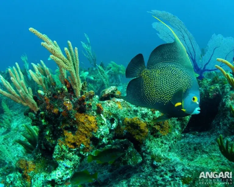 French Angelfish: Guardians Of The Coral Realms