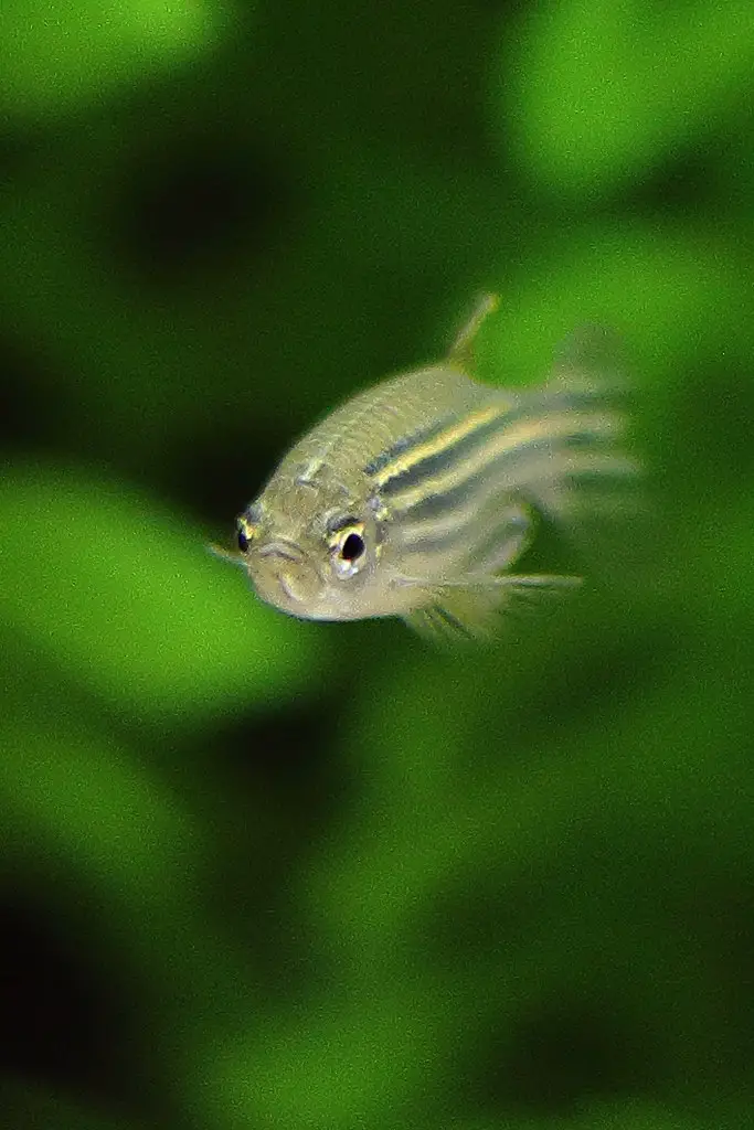 Are Zebra Danios Aggressive?