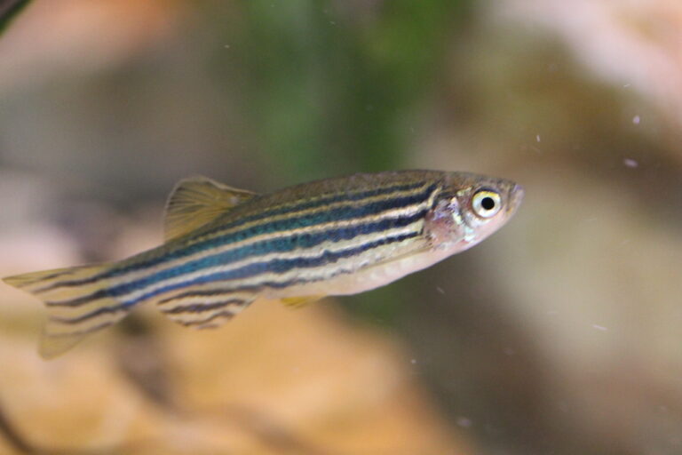 How Long Do Zebra Danios Live? Extend Their Lifespan with These Tips!