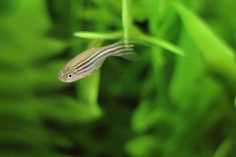 How Many Zebra Danios in a 10 Gallon Tank?